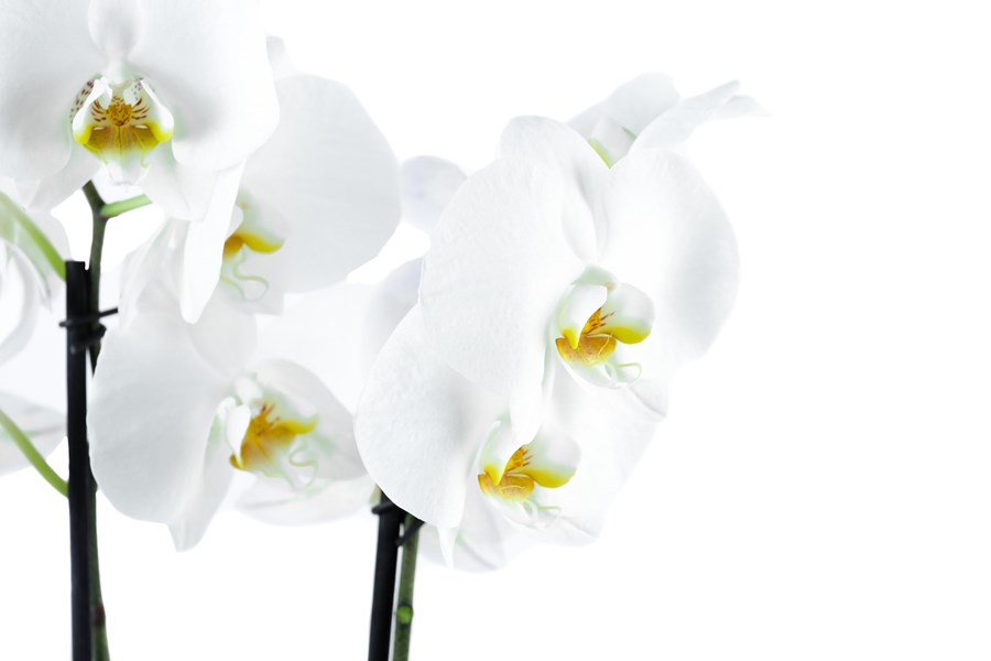 Орхидея в горшке Орхидея Фаленопсис белая 2ст
